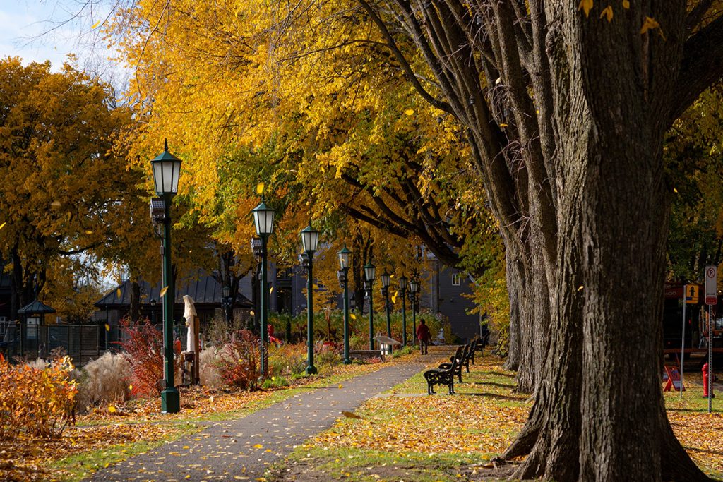 Fall path with trees
